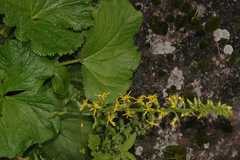 Ligularia fischeri